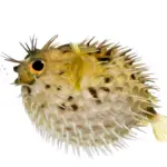 Paul-Poison-Fish-Manjyu-Woodman-150x150